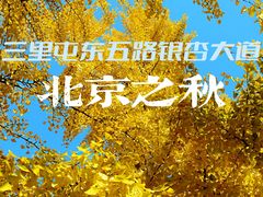 -三里屯东五街银杏大道