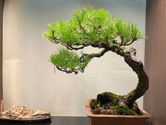 -双季花艺园艺市场(浦东店)