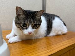 -爱妮康宠物医院·干细胞免疫细胞·肿瘤·心脏(张江店)