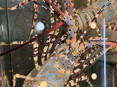 -大茄来海鲜餐厅(亚洲城分行)