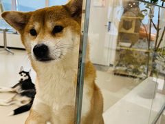 -共舞时光猫咖·狗咖(新街口店)