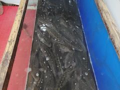 -活鱼馆(宜兴埠店)