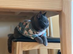 -伟伟宠物医院·CT影像中心·瑞派犬猫综合性门诊(汉口总院)