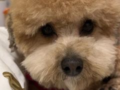 -pd派德宠物中心医院24H急重症·眼科中心·血液透析中心(嵩山北路店)