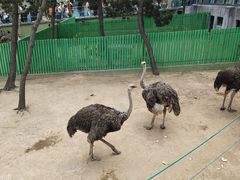 -西霞口神雕山野生动物世界