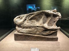 -自贡恐龙博物馆