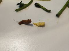 -老昌春饼(迅驰广场店)