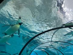 -珠海长隆海洋王国