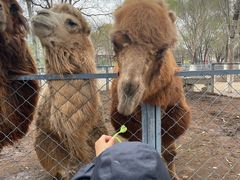 -长白岛森林公园