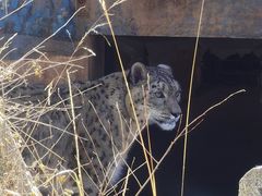 -青藏高原野生动物园