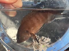 -小猫钓鱼海钓俱乐部(椰梦长廊店)