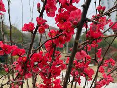 -西北湖绿化广场