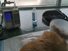 -爱侣宠医·鹦鹉专科·小型哺乳类·异宠专科(灵石路店)