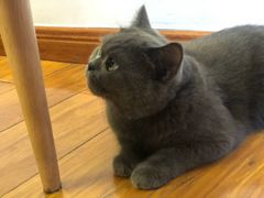 -喵园·猫主题咖啡厅·撸猫·猫咖(国贸店)