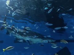 -海合安武汉极地海洋公园