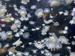 -太平洋海底世界