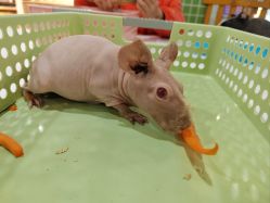 -Moni星球萌宠·小马宝莉·灵蛇·高端高阶全萌宠互动体验俱乐部(红豆国际广场店)