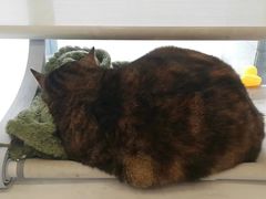 -关爱宠物医院·猫科中心·消化科(滨湖万达分院)