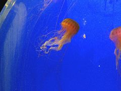 -上海海洋水族馆