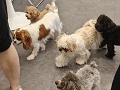 -有喵·猫咖·狗咖·30几只猫10只小狗(岗厦店)