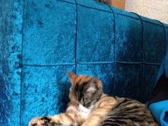 -Sirena海妖日咖夜酒