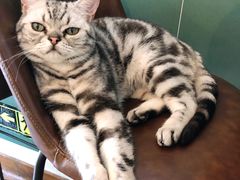 -猫小院猫主题咖啡厅(北锣店)