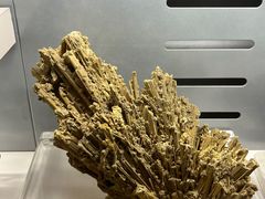 -中国地质博物馆