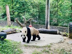 -都江堰中华大熊猫苑