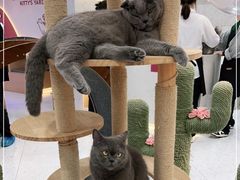 -喵园·猫主题咖啡厅·撸猫·猫咖(国贸店)