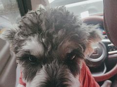 -瑞派宠物医院·犬猫全科·猫友好(宾水西道店)