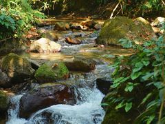 -莫里热带雨林景区