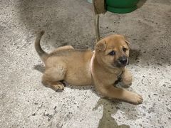 -鸿渡渔庄·特色鸭咀鱼