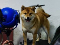 -派多格宠物·购宠(靛厂路店)