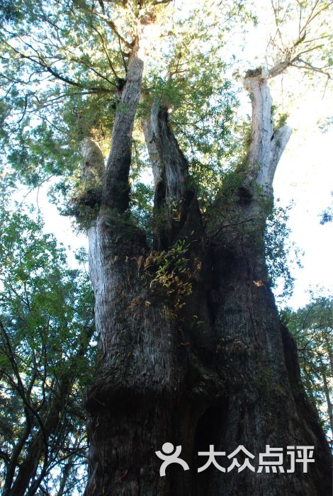 阿里山神木遗迹古树图片 - 第4张
