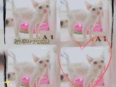 -十年猫舍·猫咪专门店(普陀店)