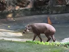 -清迈夜间动物园