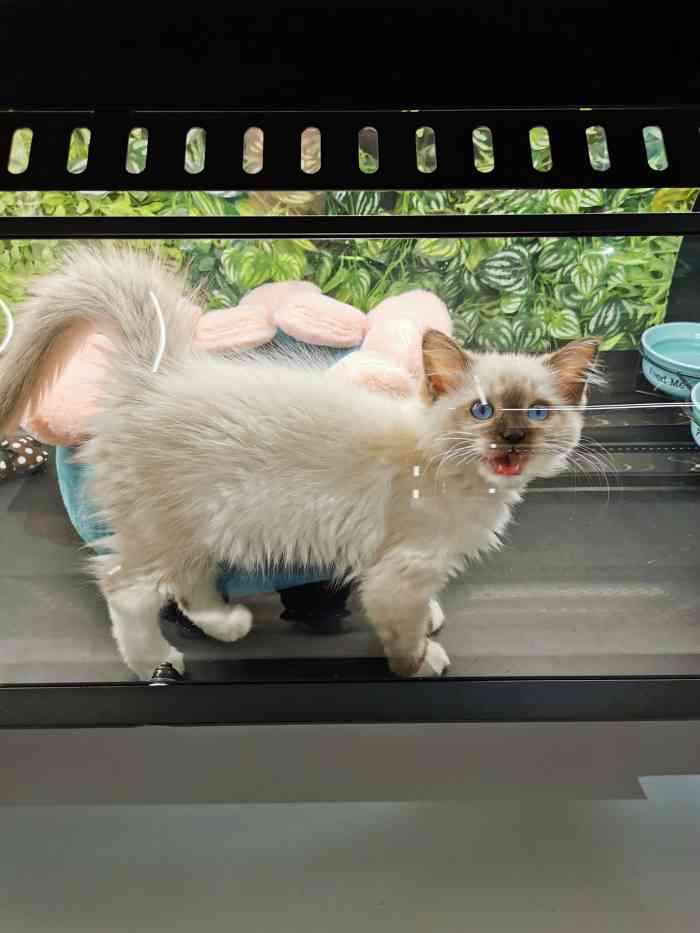 babydollcatspace猫舍空间站tx淮海店