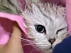 -佳雯宠物医院·皮肤科·内外科(春晓路分院)