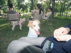 -爪吧宠物乐园 (温榆河示范区店)