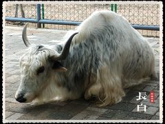 -长白岛森林公园