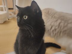 -有喵·猫咖·狗咖·30几只猫10只小狗(岗厦店)