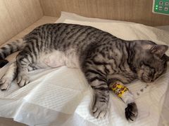 -北京观赏动物医院·24小时大型综合·猫专科·异宠专科
