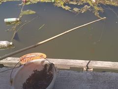 -同銮特种养殖场·龙虾垂钓