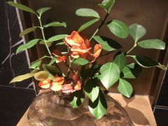 -次第花开素食雅宴