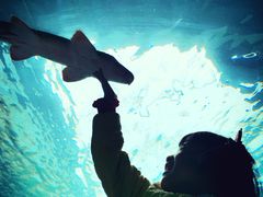 -悉尼海洋生物水族馆