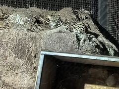 -清迈夜间动物园