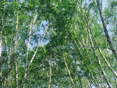 -塞罕坝国家级自然保护区