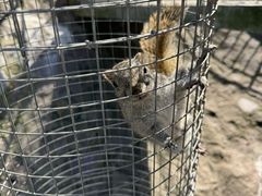 -西霞口神雕山野生动物世界