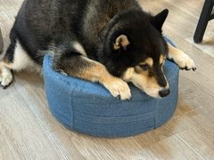 -柴迷FANS CLUB·柴犬狗咖·猫咖