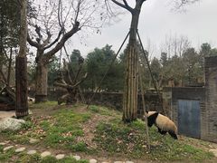 -都江堰中华大熊猫苑